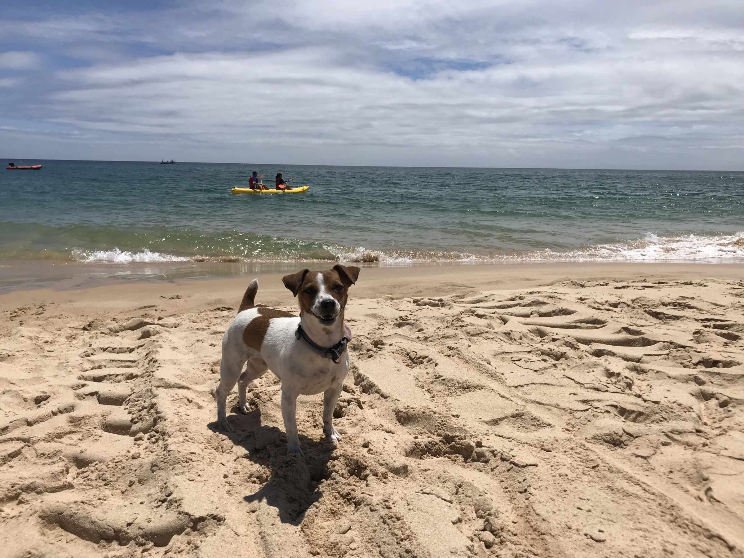 a dog standing on top of a sandy beach