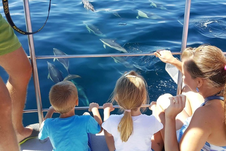 Family on a boat watching dolphins swim nearby in the ocean.