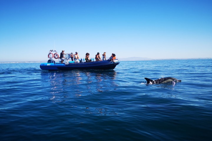 People in a boat watching a dolphin swim nearby on a clear day.