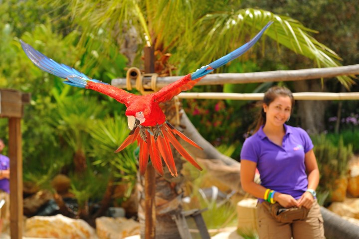 A red and blue macaw flying with wings spread, woman in purple shirt smiling in background.