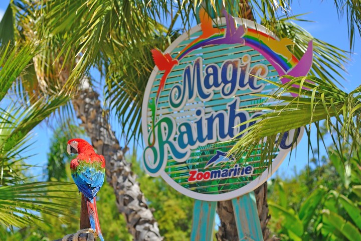 Colorful parrot perched on wood near 'Magic Rainbow' sign with palm trees in background.