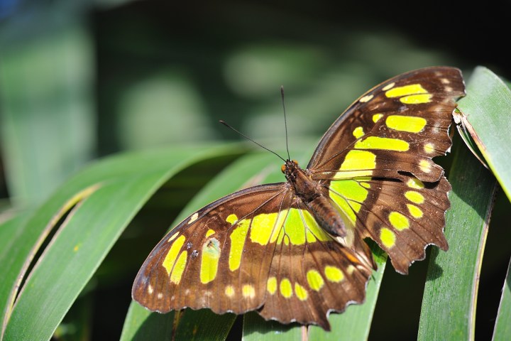 Butterfly with brown and green wings perched on a green leaf.