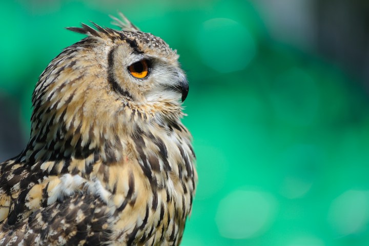 Side profile of an owl with orange eyes and spotted feathers against a blurred green background.