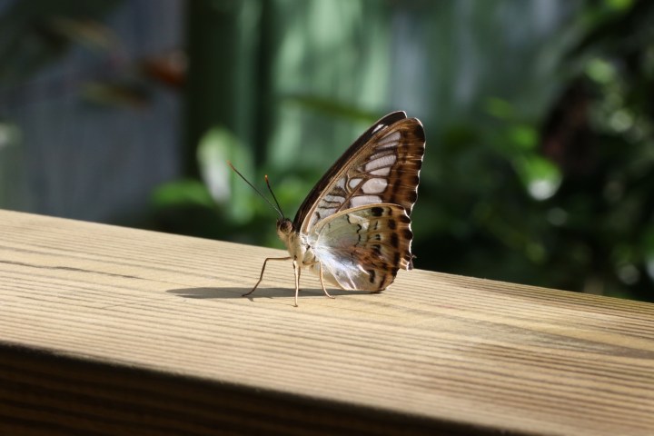 Butterfly with patterned brown wings on a wooden surface.