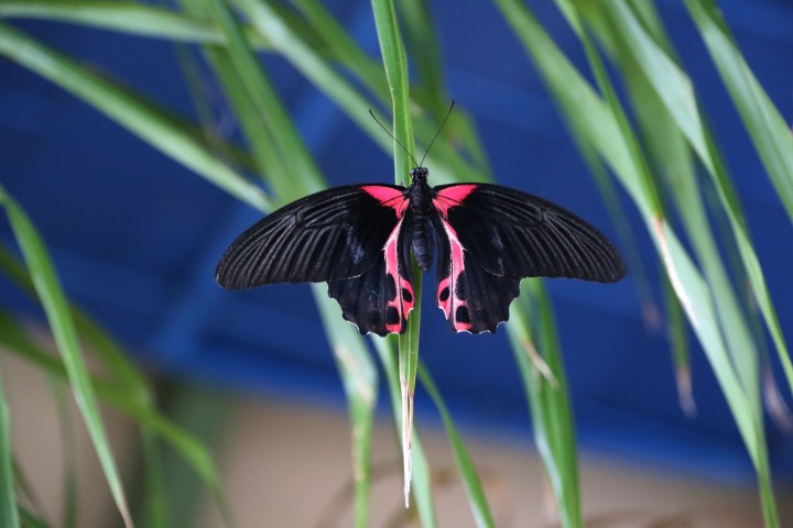 Black and pink butterfly perched on green leaves with a blue background.