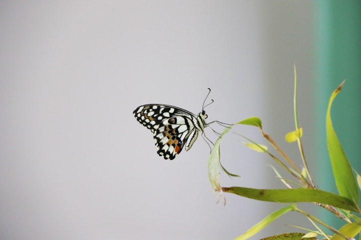 Butterfly with black and white wings perched on bamboo leaves.
