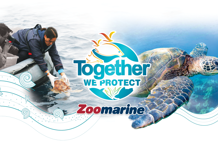 People releasing a sea turtle into the ocean with 'Together We Protect Zoomarine' text.