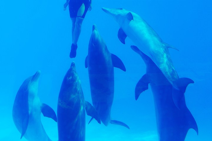 Person in wetsuit swimming underwater with five dolphins at Zoomarine.