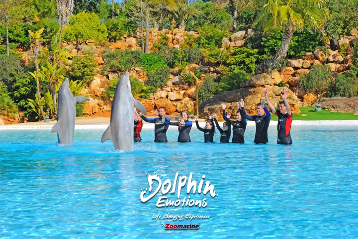 People in wetsuits with raised arms stand in pool with two dolphins in front.