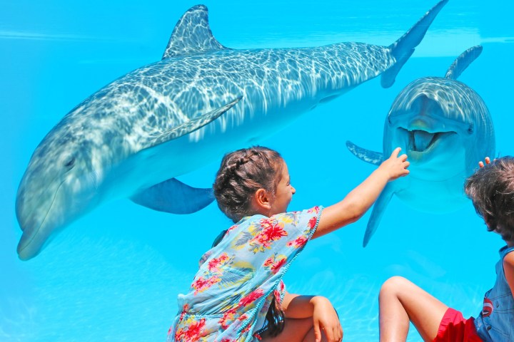 Two children interact with dolphins through aquarium glass.