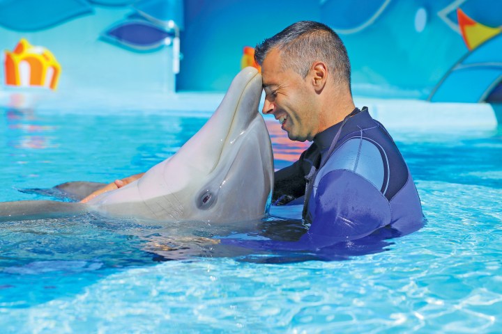 Man in wetsuit interacts closely with a dolphin in a blue pool.